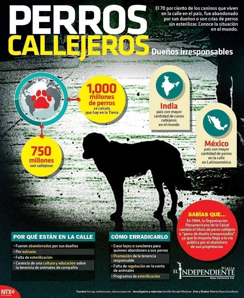Perros callejeros