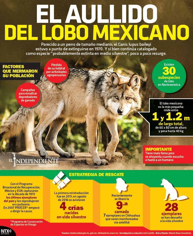 Lobo mexicano