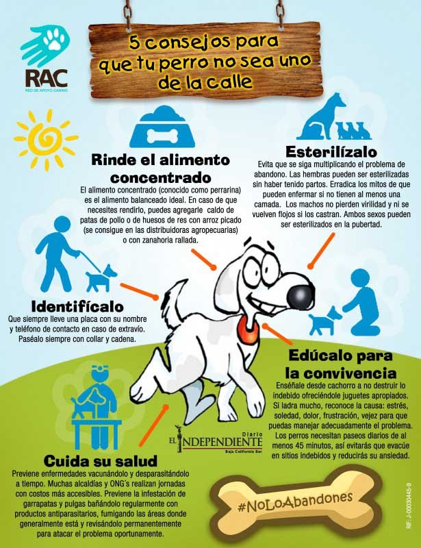 5 consejos para que tu perro no sea un perro de la calle