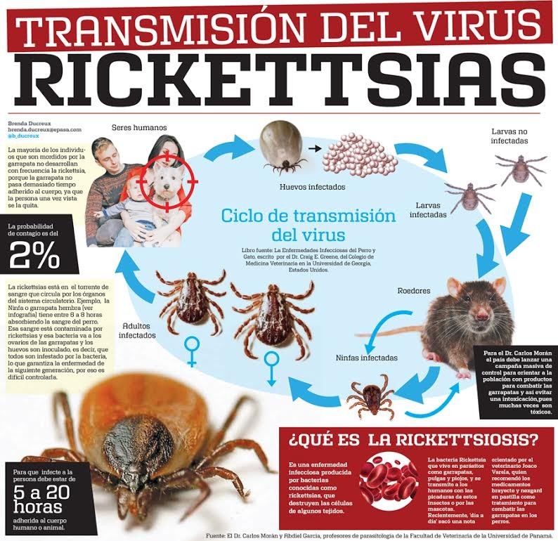 ¿Qué es la Rickettsia y cómo se transmite?