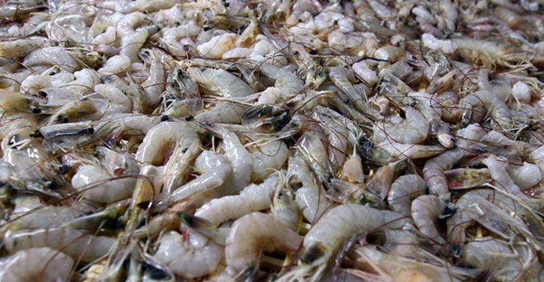 Se triplica la producción camaronera en BCS