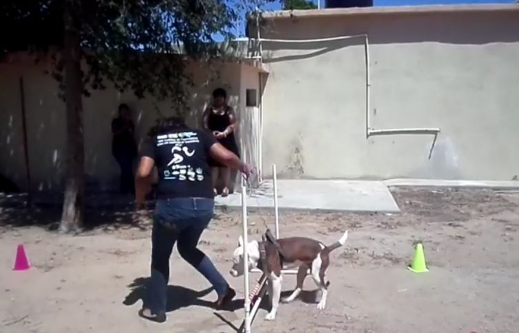 PGJE promueve la prevención del delito a través de programas con mascotas de compañía