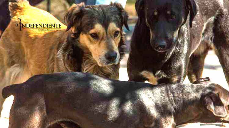 Sonora tipifica como delito grave maltrato y crueldad animal