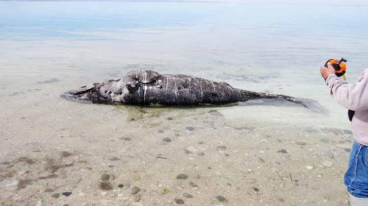 Alarmante aumento de varamientos de especies marinas en Los Cabos