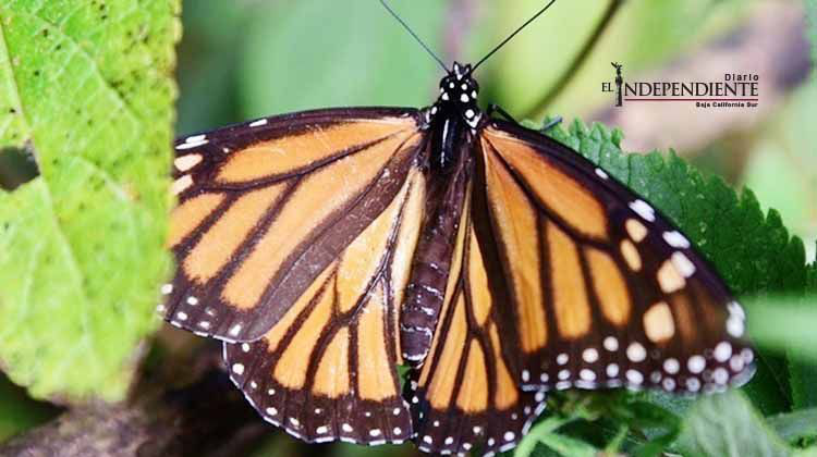 Canadá, EU y México buscan conservar la ruta de la mariposa monarca