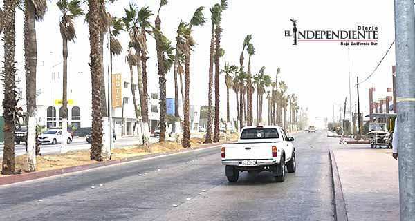 Palmeras sobre camellón son un peligro para el automovilista: Dirección de Turismo