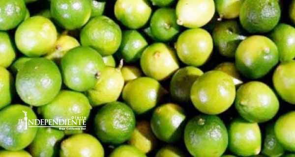 Precio de limón disminuirá a partir de mayo: SAGARPA