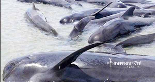 Mueren 24 ballenas en playa de Baja California, confirma Profepa