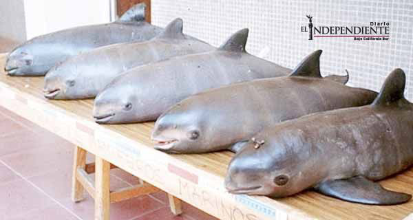 2015, 'año perdido' para salvar a la vaquita marina: WWF