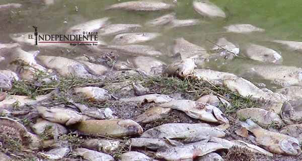 Cientos de peces aparecen muertos en presa de Aguascalientes