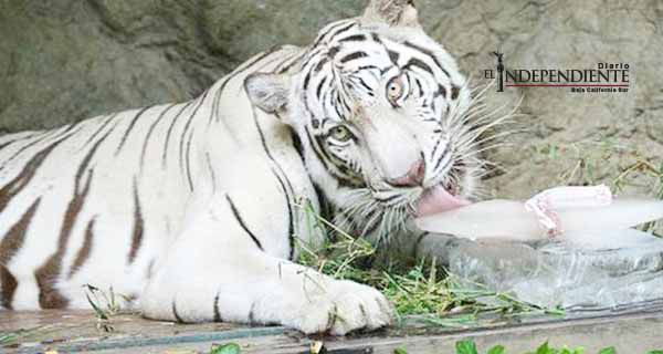 Muere 'Shakira', la tigresa albina sufría de sarna en zoológico de Tabasco