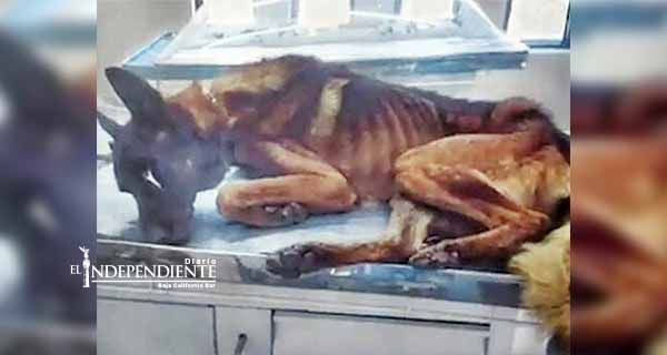 Perros policías sufrían desnutrición en Silao; les daban croquetas baratas
