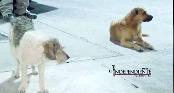 Perros defienden de un asalto a empleados de gasolinería