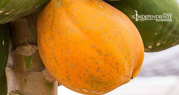 Científicos crean papayas para prevenir diabetes y síndrome metabólico