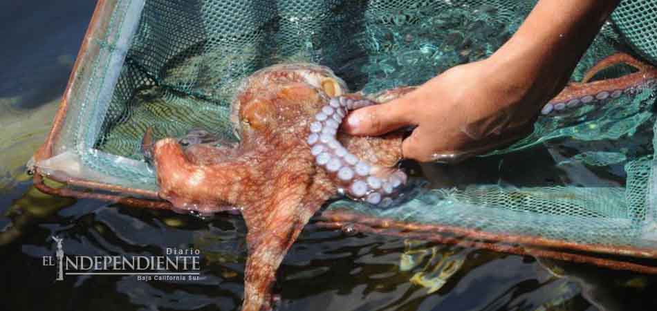 La cura del Alzheimer podría hallarse en la saliva del pulpo rojo