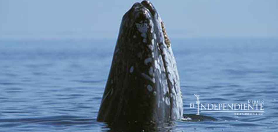 Contabilizan 347 ejemplares de ballena gris en Baja California Sur