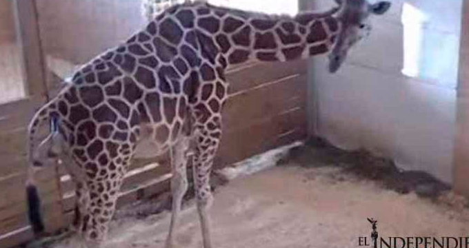 Un millón de personas atestiguan nacimiento de jirafa online