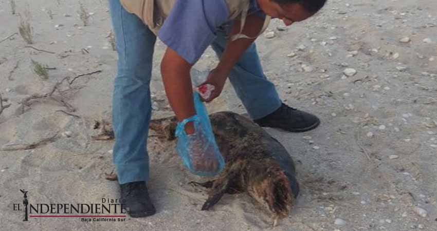  Reportan muerte de otra vaquita marina; suman cuatro en 2017