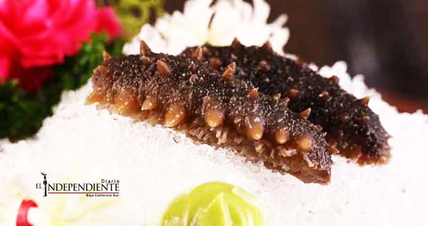 Acusa EU a familia de traficar pepino de mar desde México