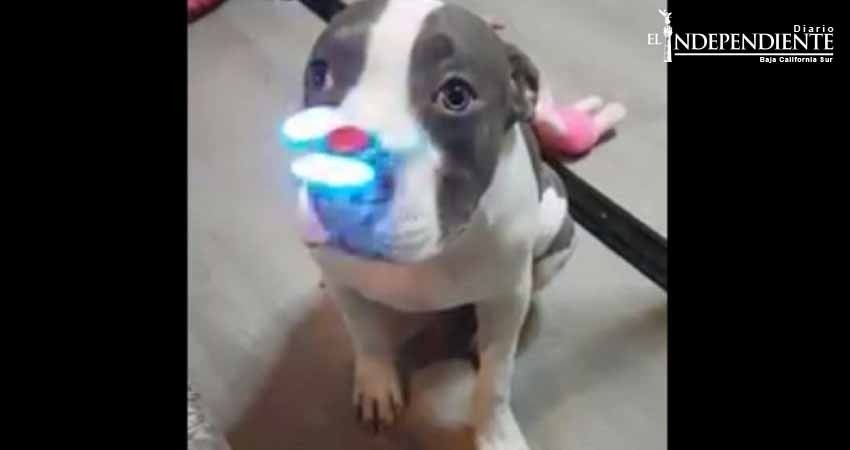 Conoce al pitbull que juega con un fidget spinner