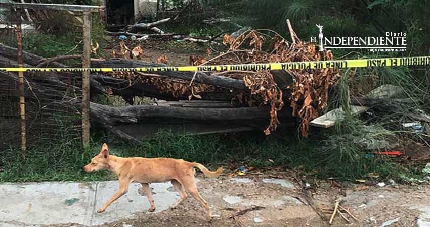 Muere en casa y sus perros la devoran en Sonora