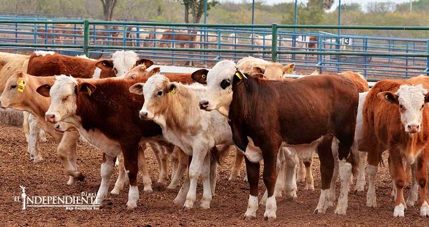 Se incrementa el robo de ganado en BCS