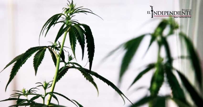 Gastaron canadienses millones en mariguana en 2017