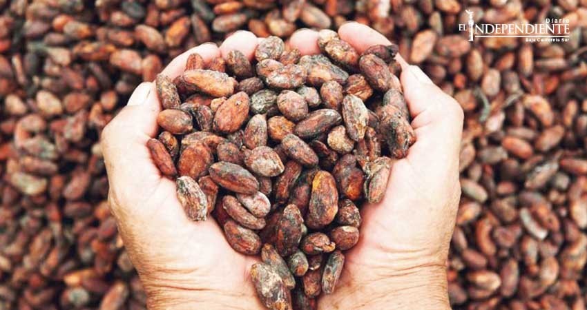 ¡Al rescate del cacao mexicano!