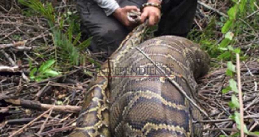 Pitón birmana devora a un venado más grande que ella