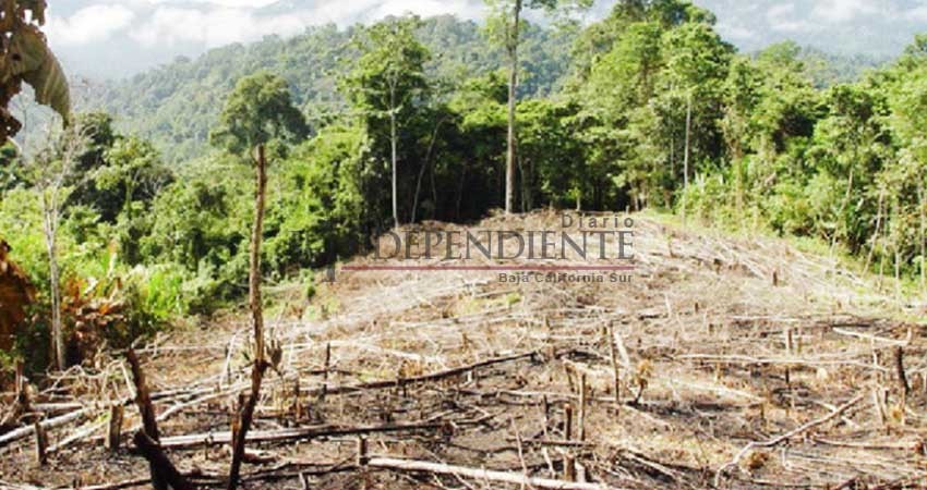 Requiere BCS una fiscalía especializada en delitos ambientales