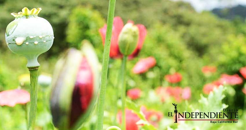 La venta de goma de opio en crisis en la Sierra de Guerrero