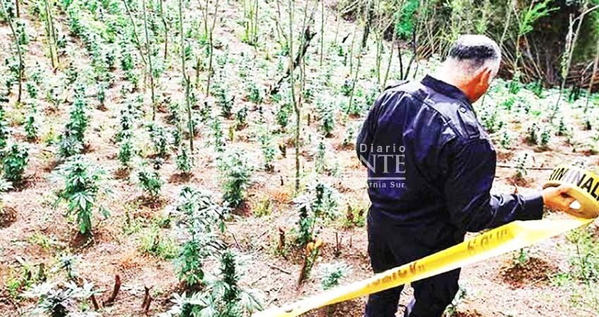 Quieren borrar antecedentes por mariguana en California