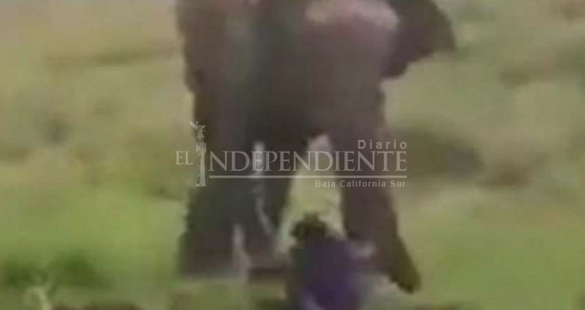 Hombre intenta hipnotizar a elefante y muere aplastado