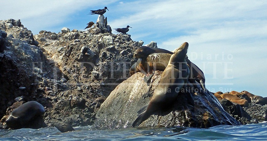 “Sabor a Mar” recauda 130 mil pesos para conservación del Parque Nacional Archipiélago Espíritu Santo