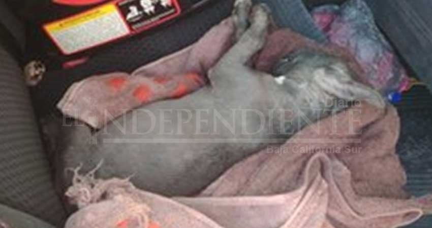 Perritos mueren por insolación; dueña va plaza y los deja en el coche