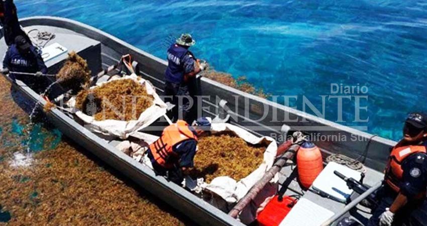 Retira la Semar 57 mil tons de sargazo de playas de Qroo