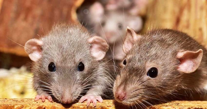 Ratas contagian a personas en China con nueva cepa de hepatitis