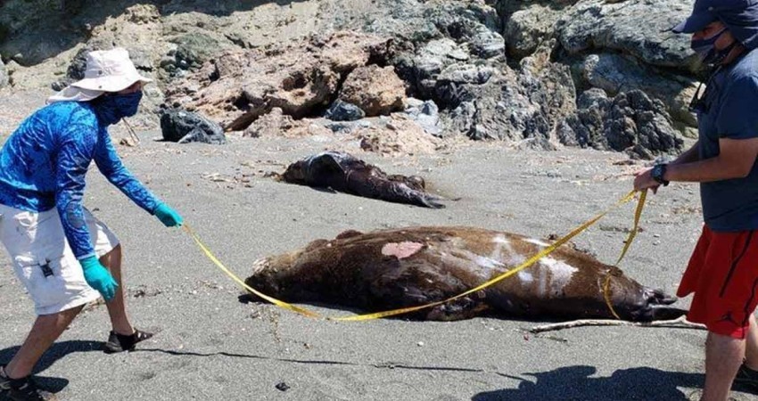 Tercer varamiento de lobos marinos en BCS; aparecen muertos 21 en San Juanico