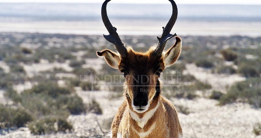 Sólo quedan 500 berrendos peninsulares