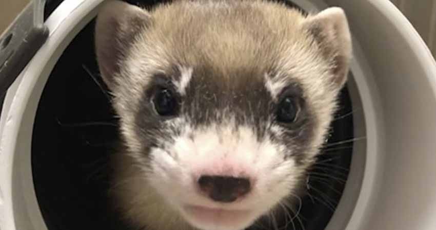 Clonan a hurón de patas negras, especie en peligro de extinción