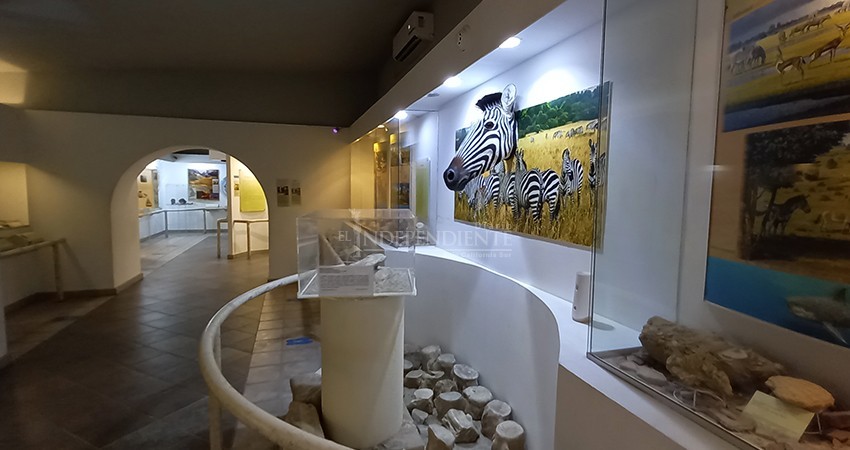 Con "sana distancia", abre sus puertas Museo de Historia Natural de CSL