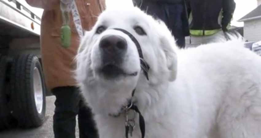 Perrito para el tráfico para salvar a su dueña, que se desmayó