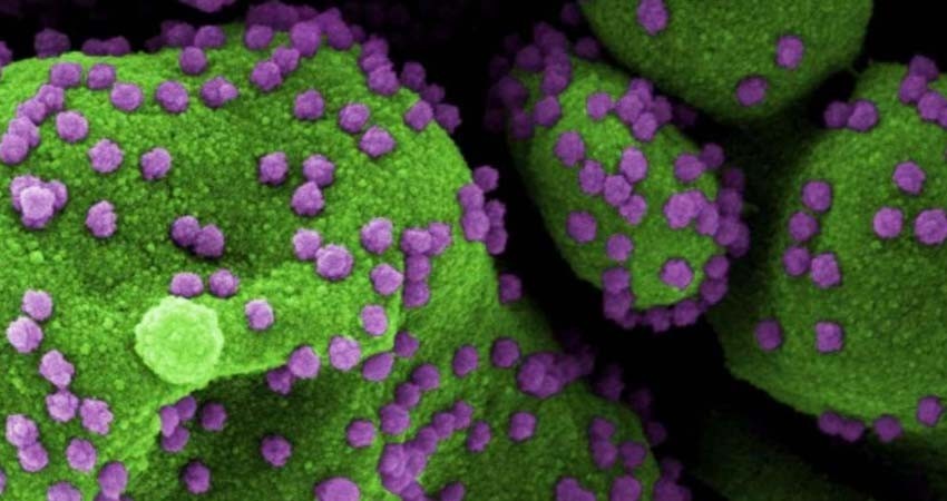 Reclaman científicos nueva investigación sobre origen del coronavirus