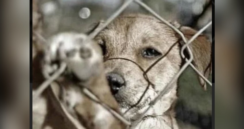 Ejercitan acción penal en contra del agresor de la perrita “Luna” en SJC