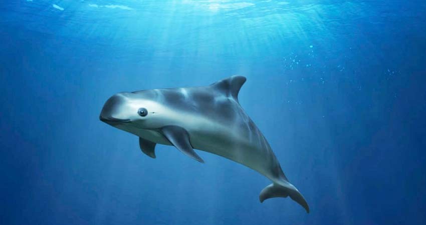 México aún carece de esquemas para controlar pesca ilegal: expertos