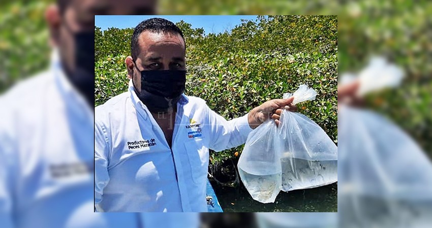 Liberan miles de caballitos de mar en manglares de Bahía Magdalena
