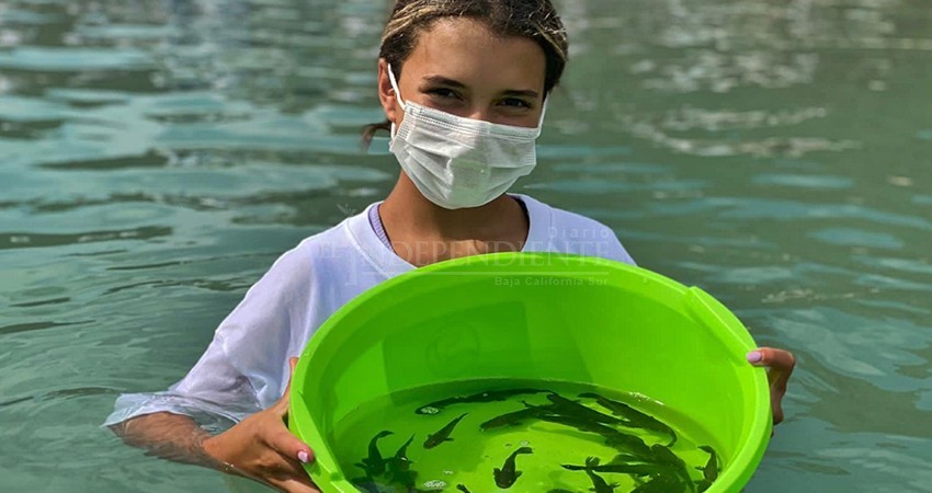 Veinte mil totoabas juveniles fueron liberadas en el Golfo de California