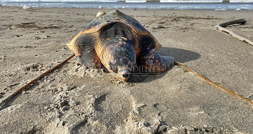 Por no proteger a la tortuga marina en BCS, EE. UU. pide sanciones para México