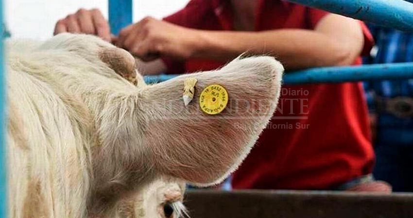 BCS  tiene un grave problema de abigeato: Asociación ganadera