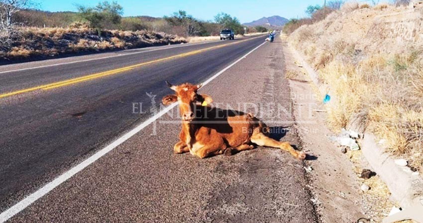 La Ley ganadera de BCS incrimina a propietarios de ganado